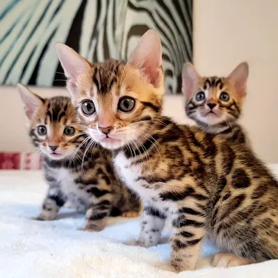 Bengal