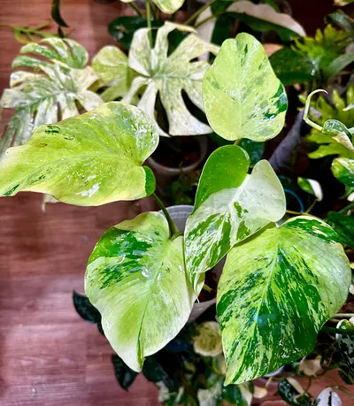 Monstera Light Lime. Aed750/-. Pickup near financial center metro. Delivery can be arranged #UAEPla