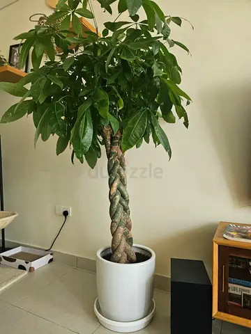 Healthy braided Money Tree (Pachira) in white pot — ready to move