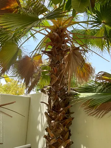 Palm trees for sale (x2)