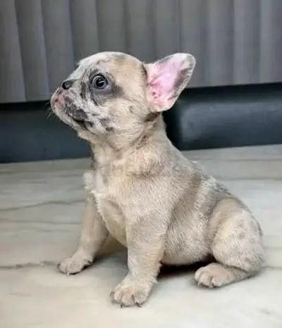 French Bulldog Puppy looking for her beautiful home.