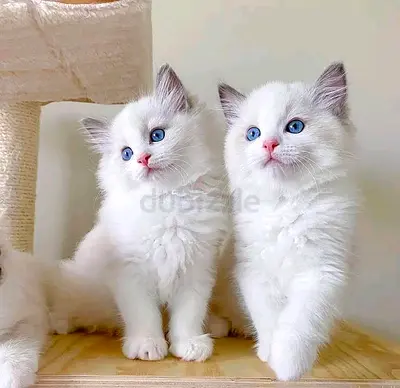 Ragdoll kittens