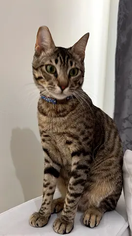 Bengal cat for adoption (read full description)