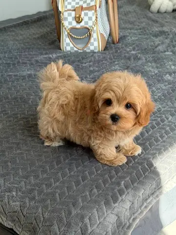 maltipoo puppy