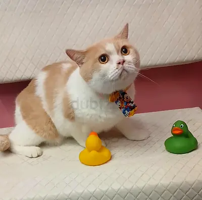 British short cat for adoption