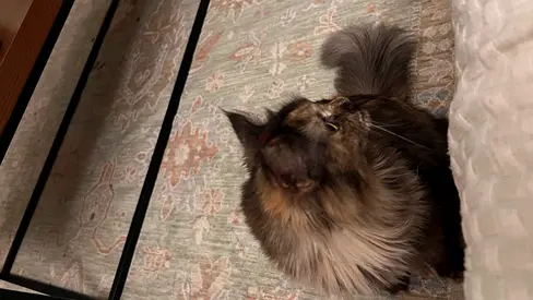 Pet