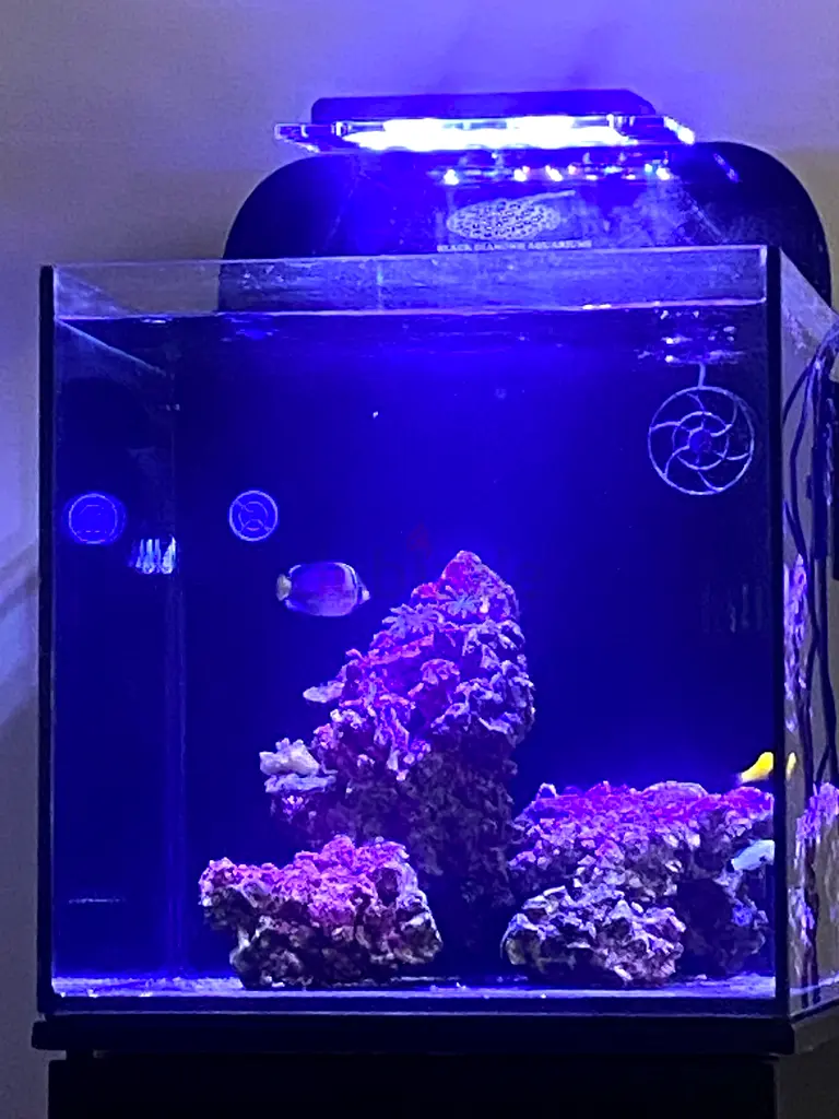 DPV_View_Image_0