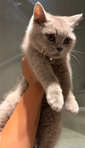 British shorthair