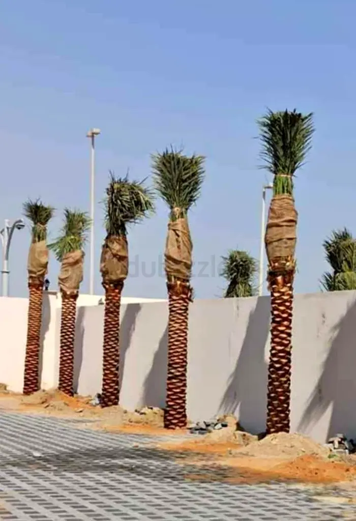 DPV_View_Image_2