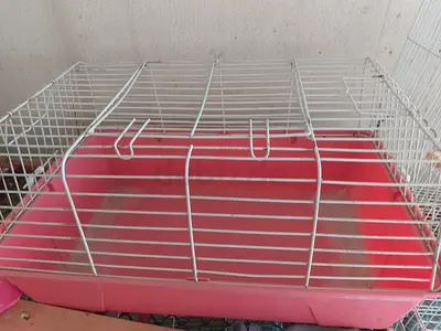 Bunny cage