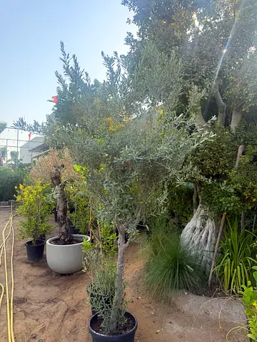 I’m selling plants in doors and outdoor we have Narsee home delivery free