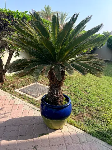 Large Potted Cycad (Sago Palm) in Ceramic Planter - Healthy Outdoor Plant