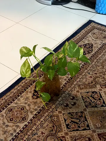 IKEA Snake Plant in glass vase