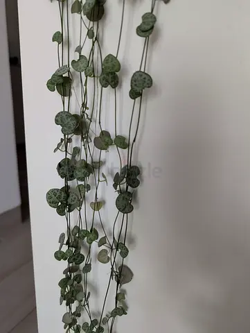 String of Hearts Plant (real)
