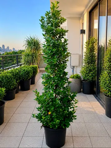 I’m selling plants in doors and outdoor doors home delivery free
