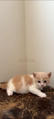 Female kitten for adoption