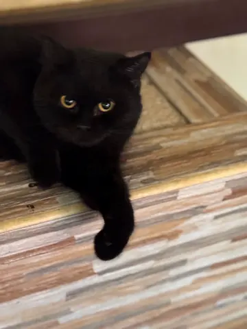 Friendly adult black cat (British Short hair)available for adoption - indoor, healthy