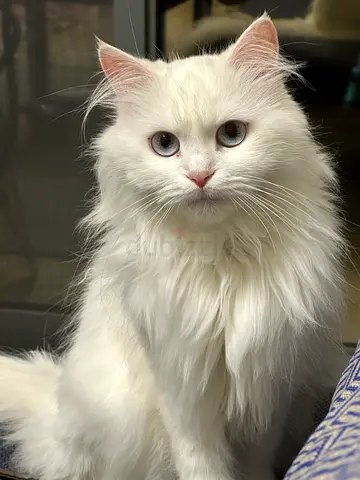 Turkish Angora for Adoption - 2.5 yrs old