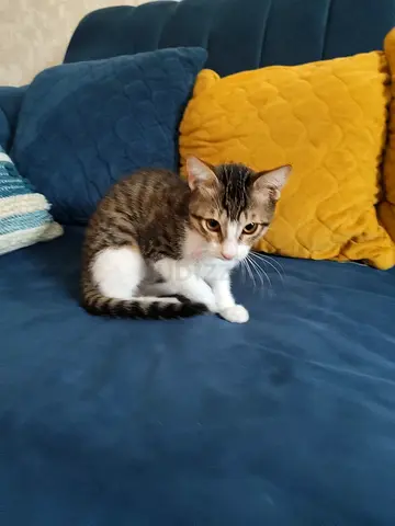 Feline cat 5 months old