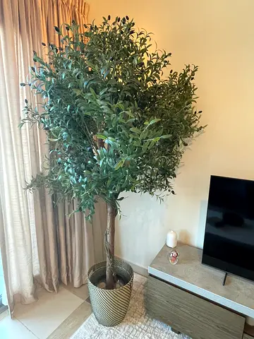 2 Large Artificial Olive Tree in Decorative Pot - Excellent Condition