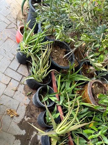 Collection of Healthy Aloe Vera Plants in Pots - Multiple Sizes