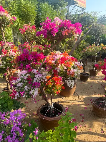 We have Narsee we are selling plants in doors and outdoor doors homes delivery free