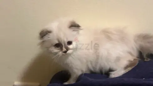 Fluffy white saimalies fold kitten — playful, 2 months