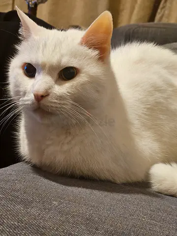 Friendly White Cat for Free Adoption