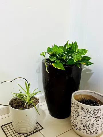 Three indoor plant pots with plants — small collection