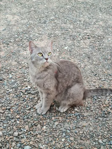 Friendly Rescue Cat looking for a Loving forever Home