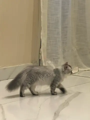 Female Persian kitten - 3 months, silver shaded