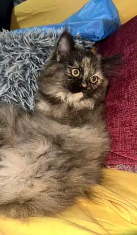 Cat for free adoption