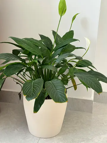 Peace Lilly plant including the flower pot