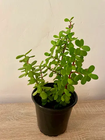 Jade
