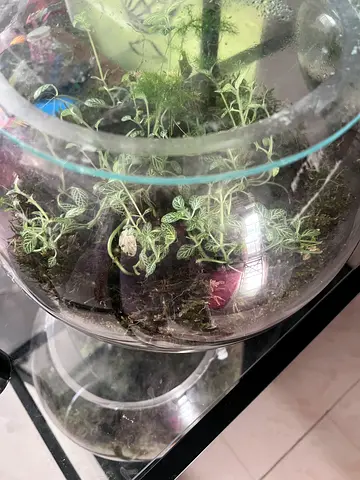 Glass Terrarium with Live Plants