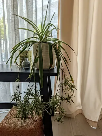 Spider Plant - Move Out Sale