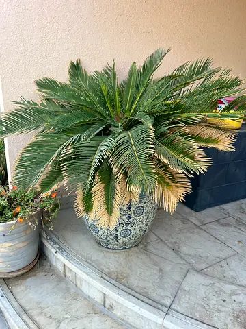 Large Potted Sago Palm (Cycas revoluta) - Healthy Outdoor Plant