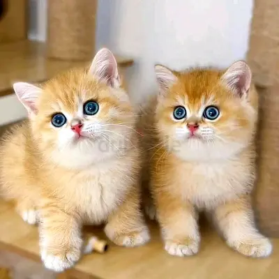 Blue eyes munchkin kittens