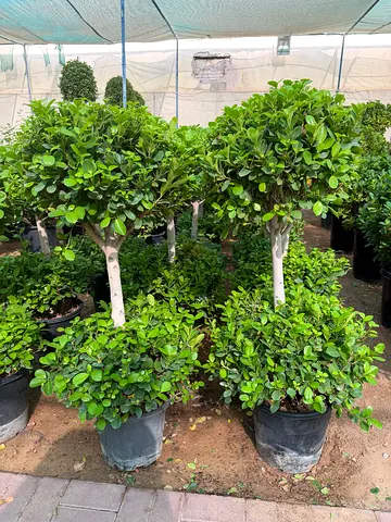 Ficus Panda 2 Head ~ Set of 2