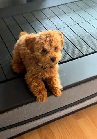 Fluffy poodle Puppies