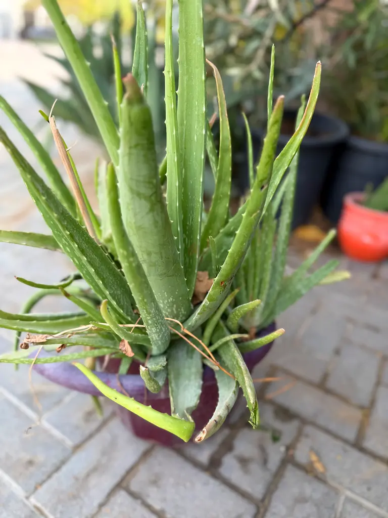 DPV_View_Image_2