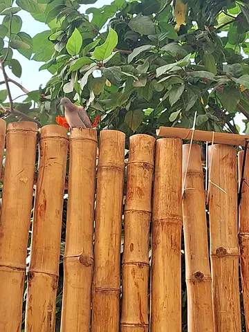 Bamboo Fence for your privacy