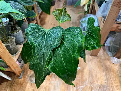 Anthurium Delta force. Aed450/-. Pickup near financial center metro station. Delivery can be arrange