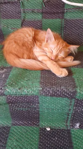 Friendly orange tabby cat available for adoption