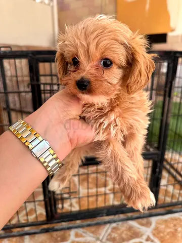 Small fluffy puppy looking for a loving home - approx. young