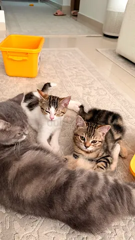 3 kittens for adoption