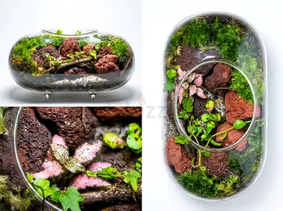 Handmade Glass Oval Terrarium with Live Moss & Fittonia - Ready to Display