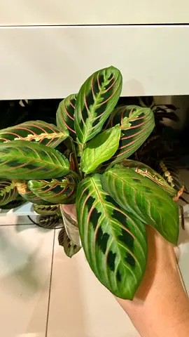 Monsterra Constellation & Maranta Prayer Plant For Sale