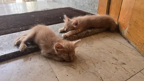 Persian kittens for adoption