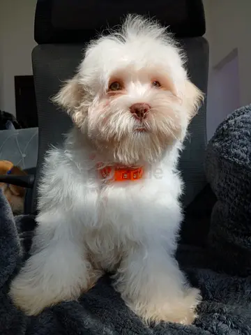 Fines type puppy